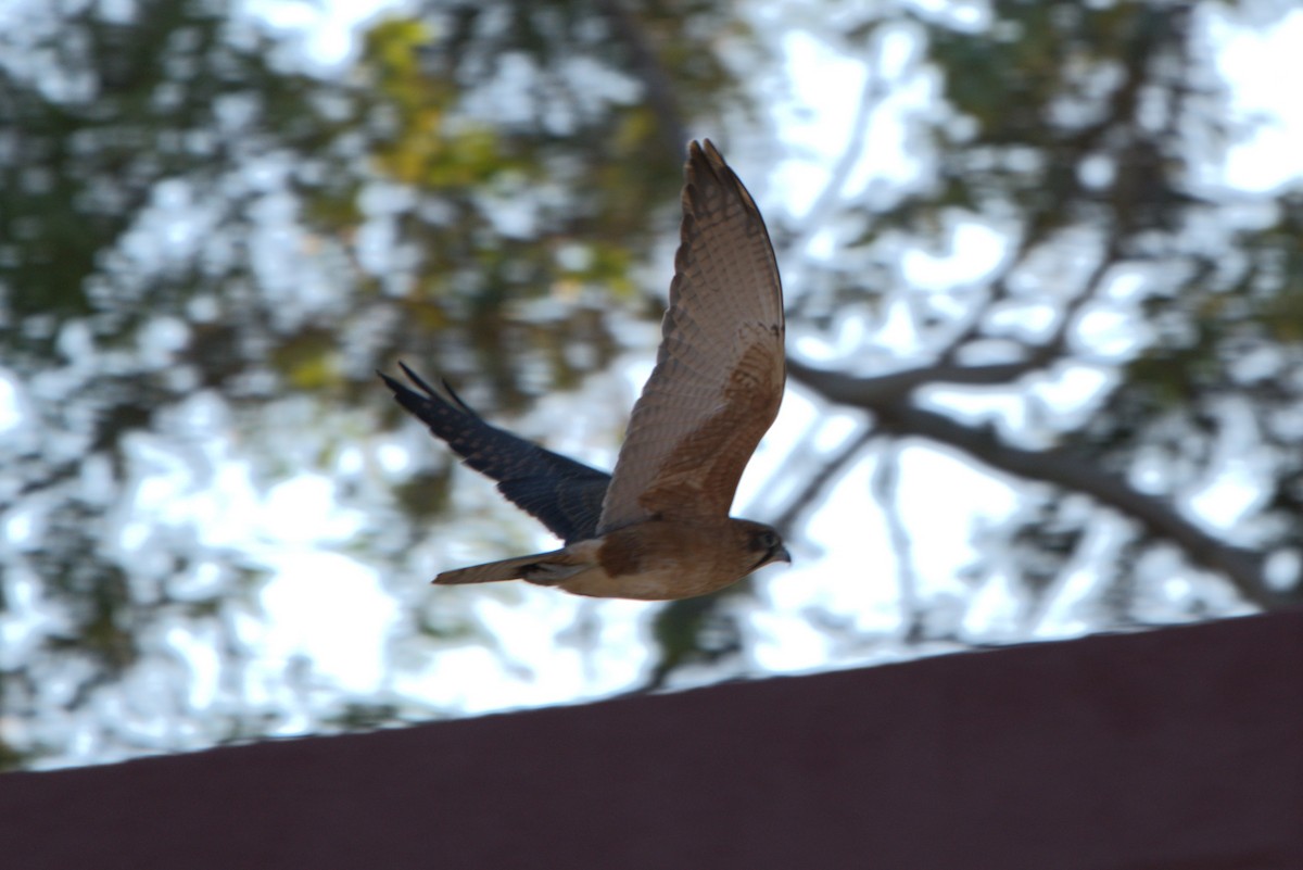 Australian Hobby - Daniel Traub