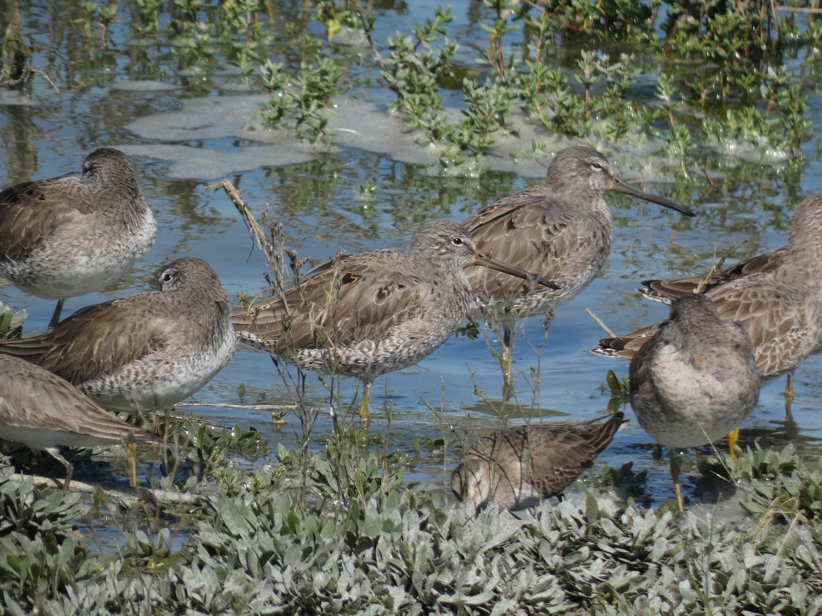 Long-billed Dowitcher - ML615694596