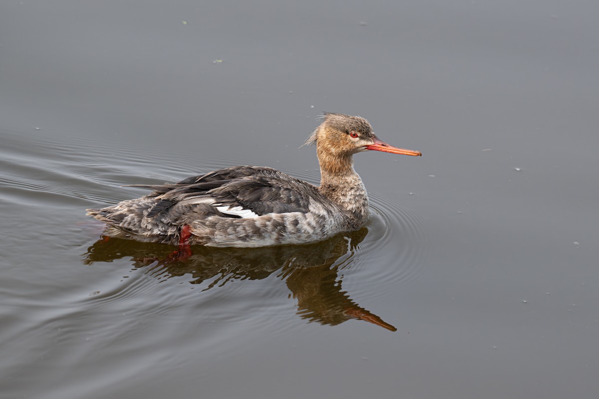 Red-breasted Merganser - Al Halstead