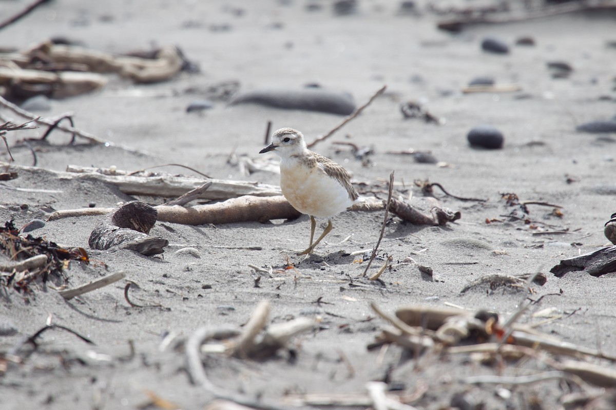 Red-breasted Dotterel - ML615694605