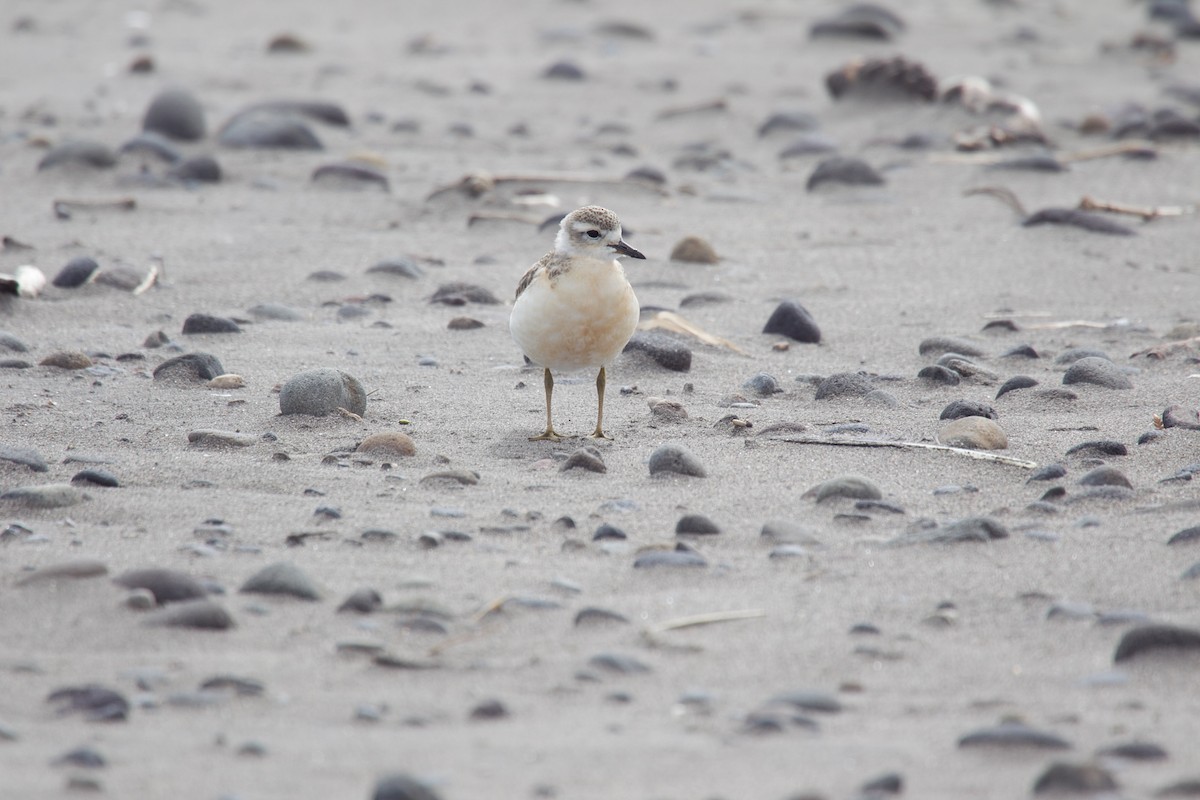 Red-breasted Dotterel - ML615694606