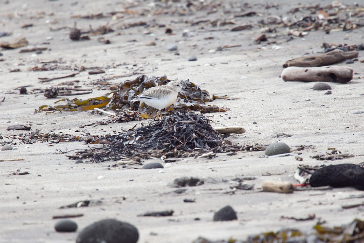 Red-breasted Dotterel - ML615694608