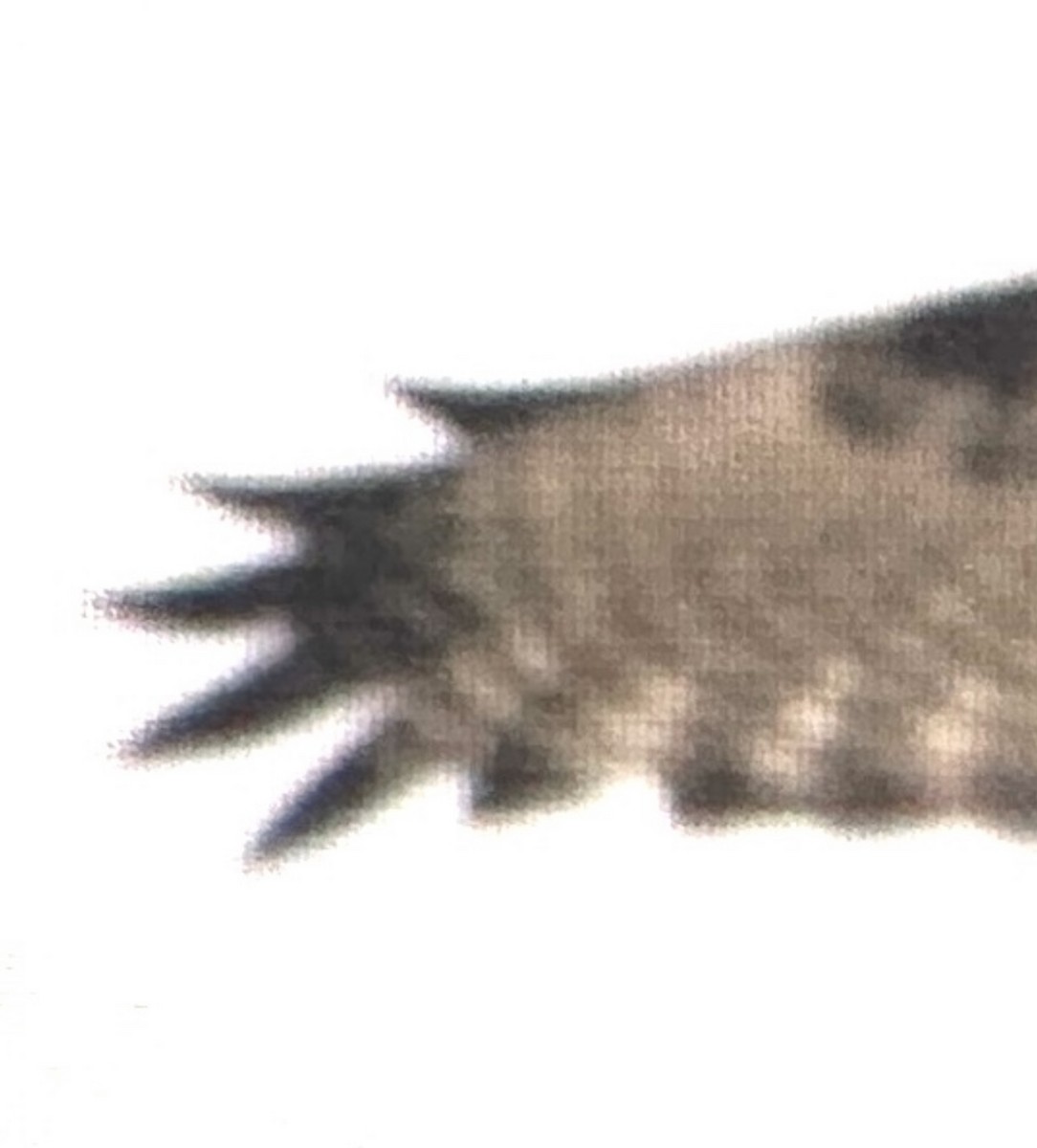 káně rudochvostá (ssp. harlani) - ML615694609