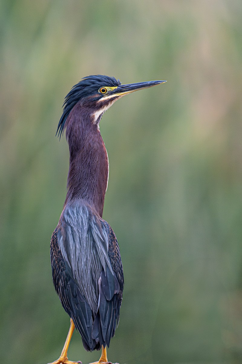 Green Heron - ML615694615