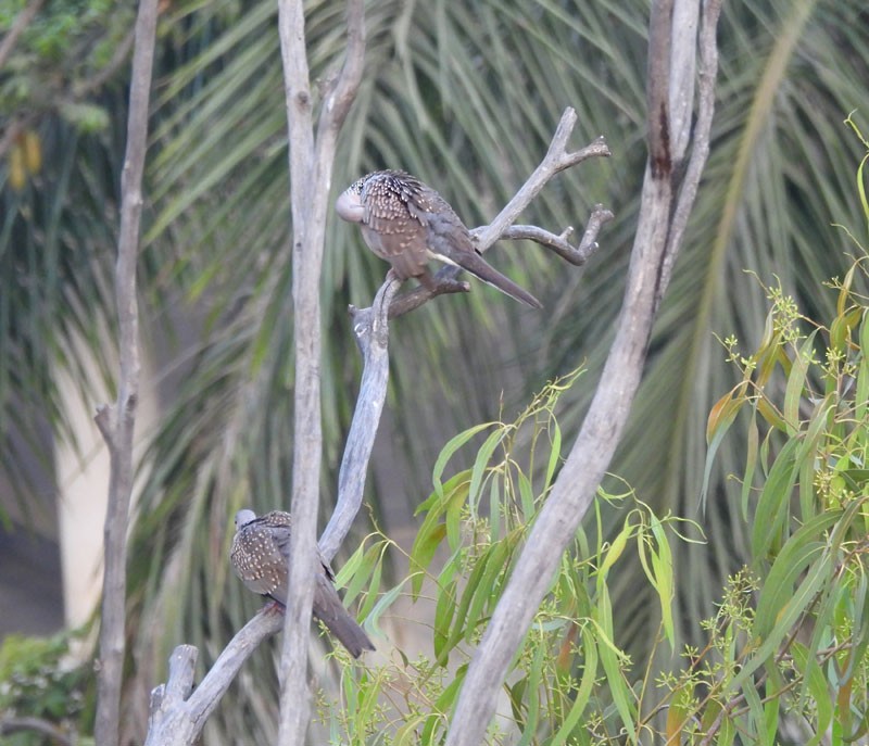 珠頸斑鳩 - ML615694618