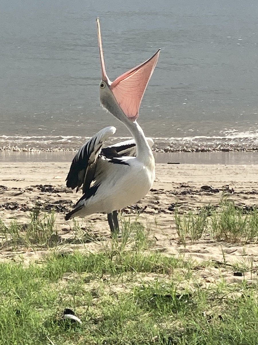 pelikán australský - ML615694630