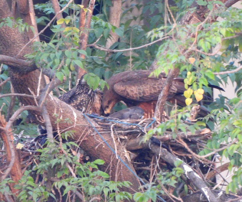 黑鳶 - ML615694631