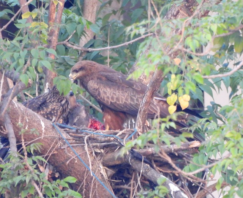 黑鳶 - ML615694632