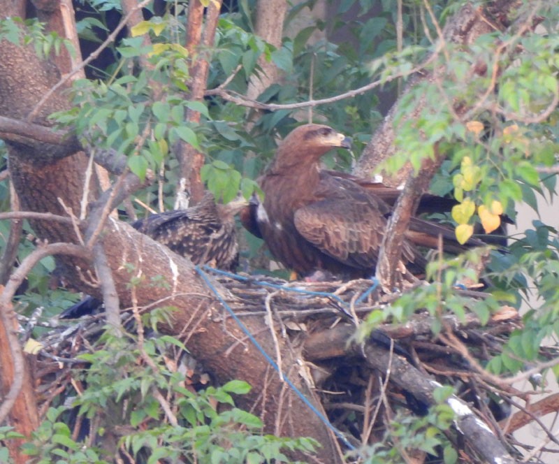 黑鳶 - ML615694633