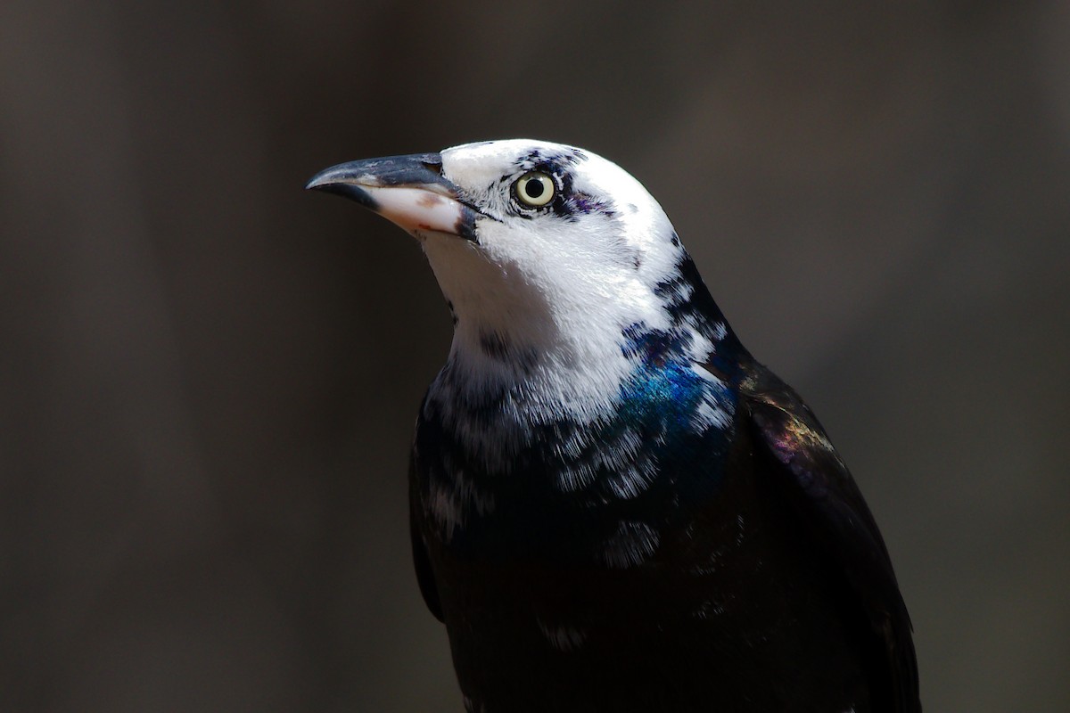 Common Grackle - ML615694649