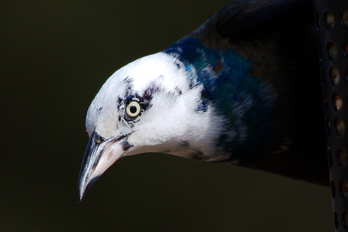 Common Grackle - Rick Beaudon