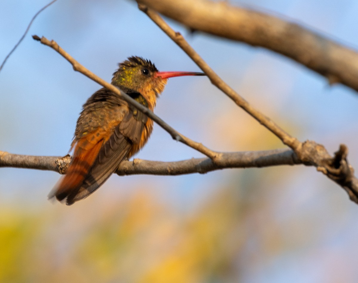 Tarçın Renkli Kolibri [rutila grubu] - ML615694655