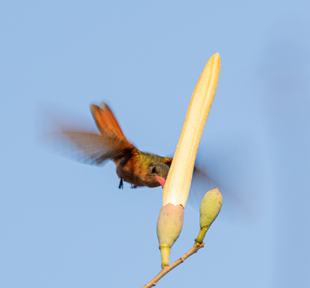 kolibřík ryšavý [skupina rutila] - ML615694657