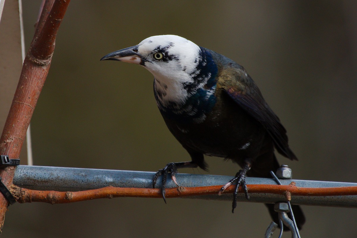 Common Grackle - ML615694662