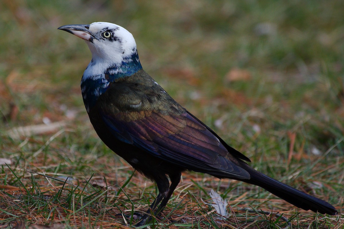 Common Grackle - ML615694664