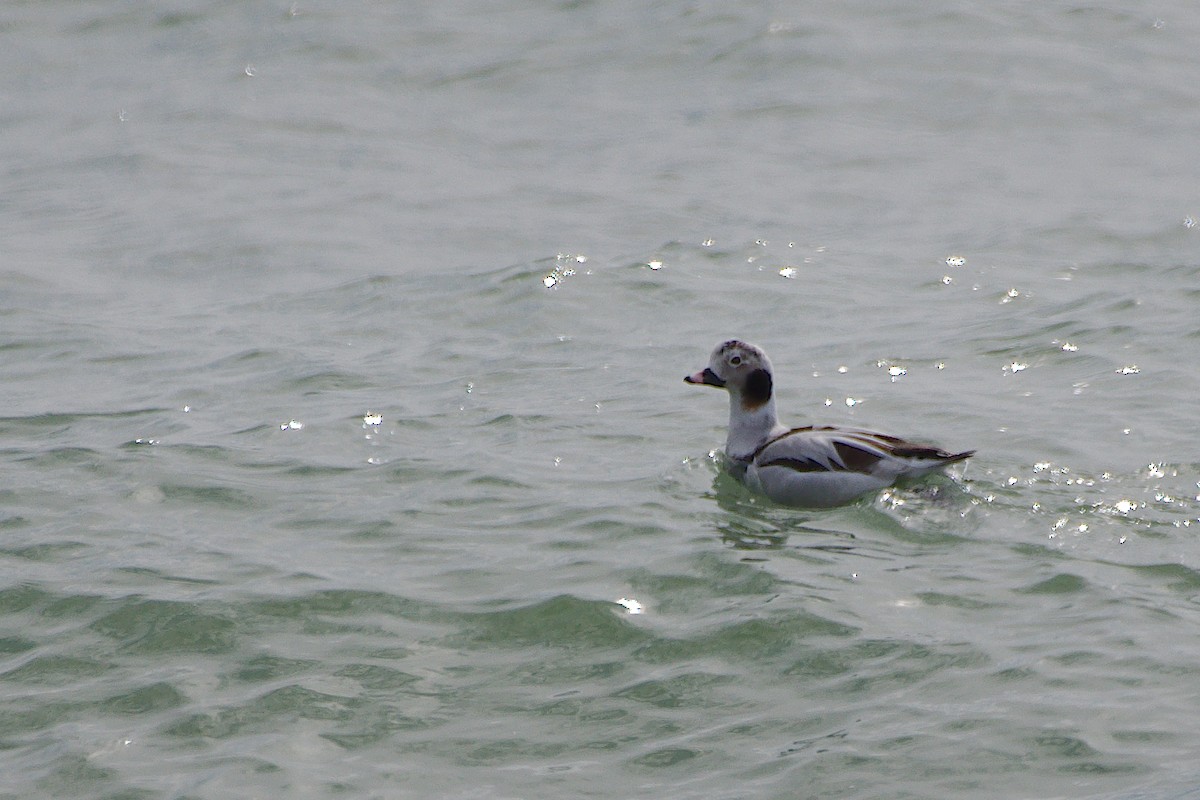 Long-tailed Duck - ML615694720