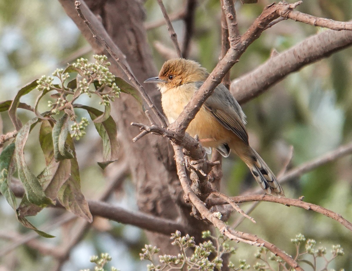 Red-faced Cisticola - ML615694780