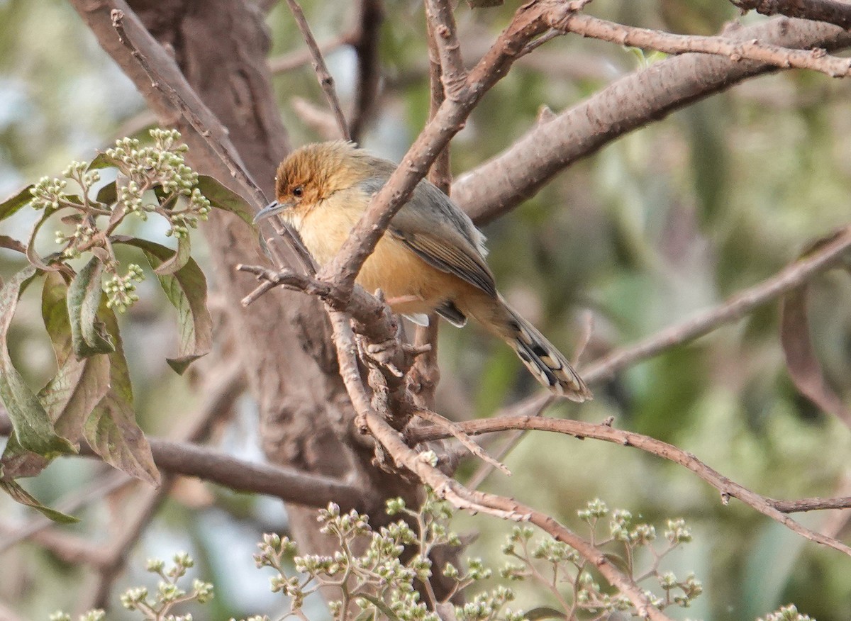 Red-faced Cisticola - ML615694781