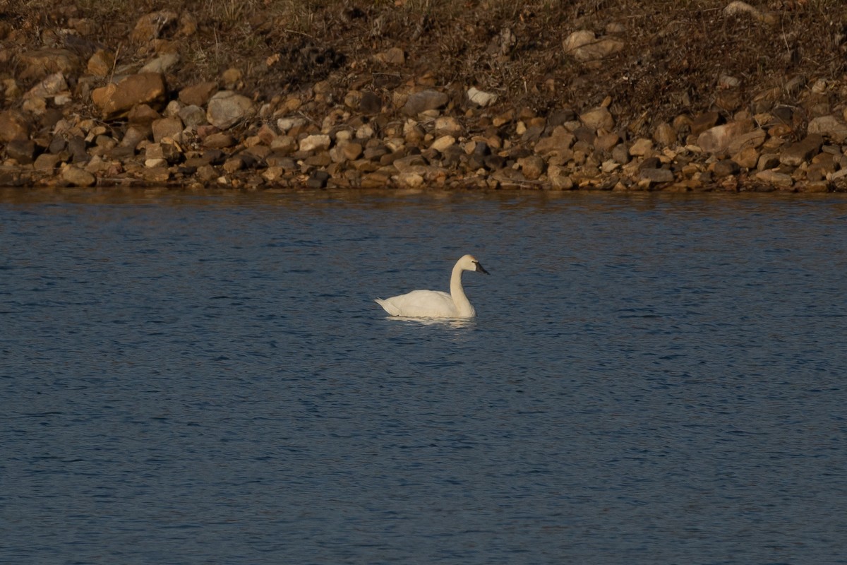 Tundra Swan - ML615694872