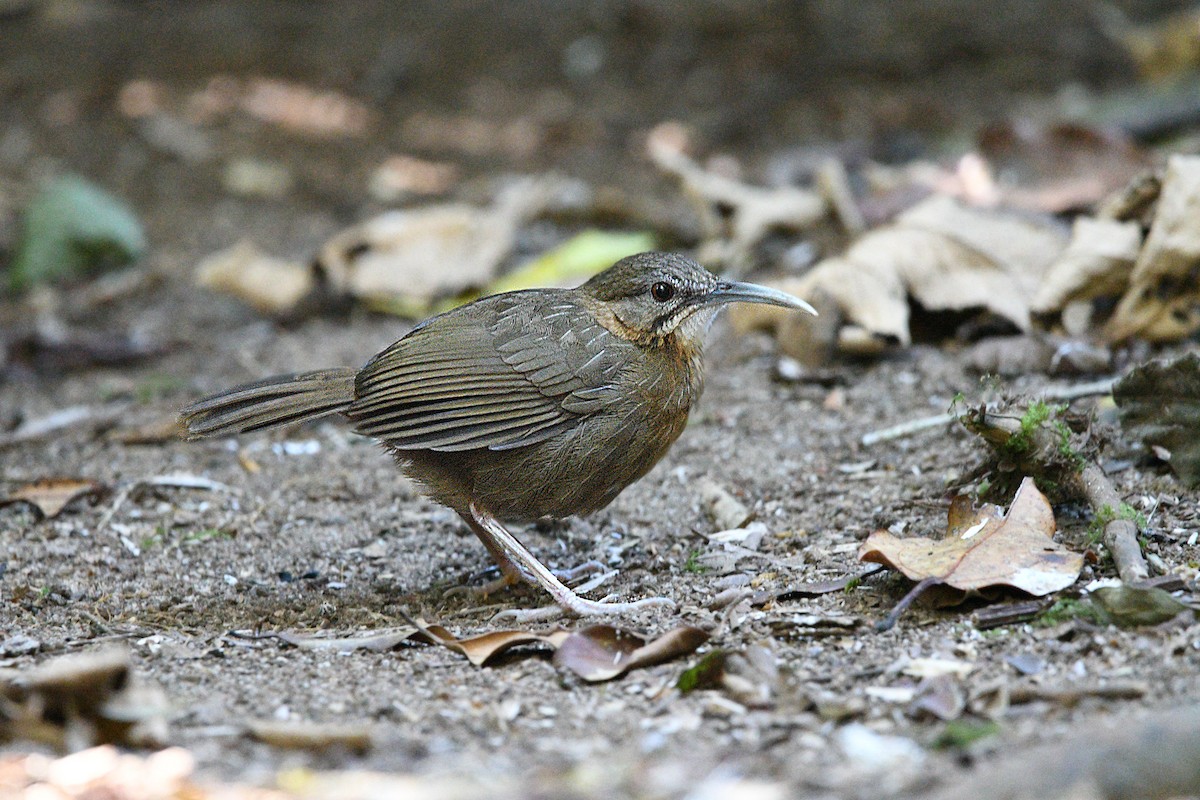 Short-tailed Scimitar-Babbler - Piyapong Chotipuntu