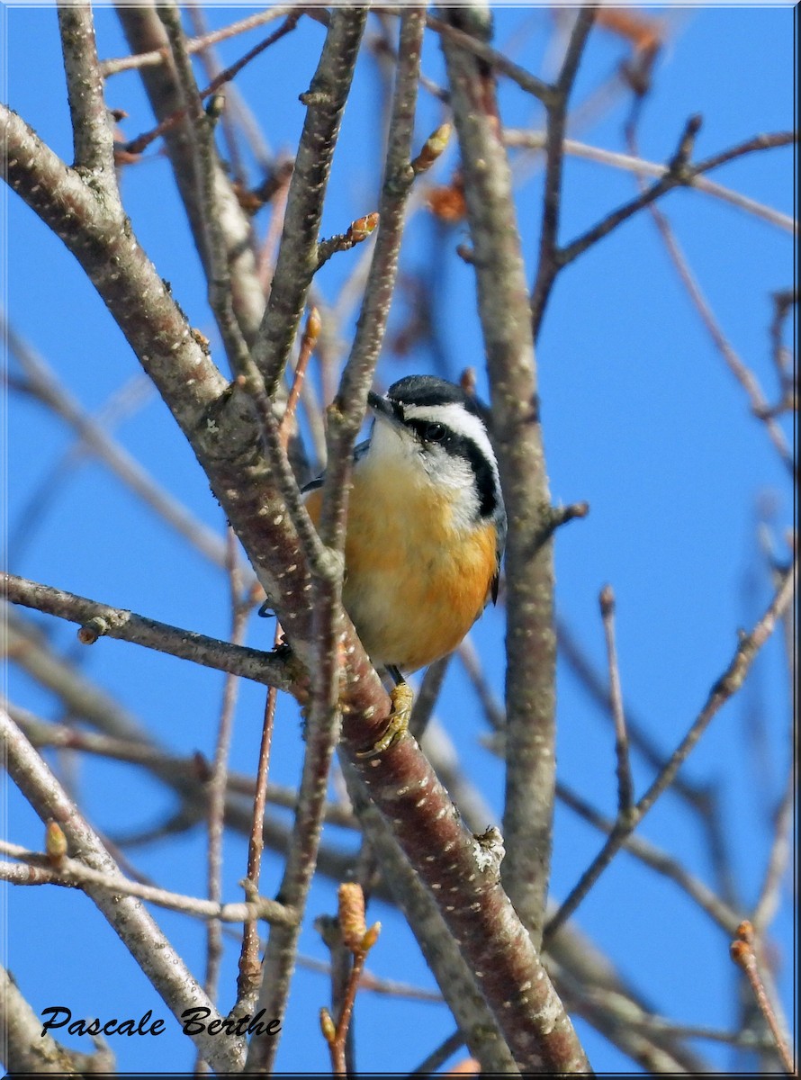 Red-breasted Nuthatch - ML615694942