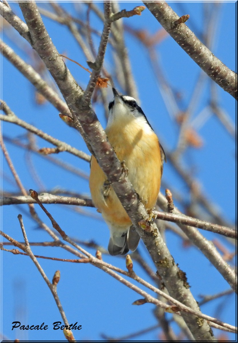 Red-breasted Nuthatch - ML615694943