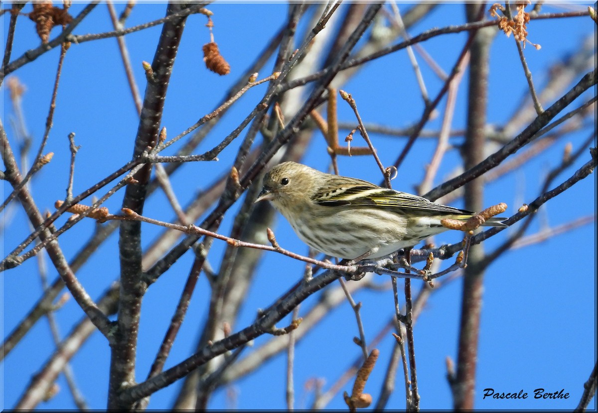 Pine Siskin - ML615694958