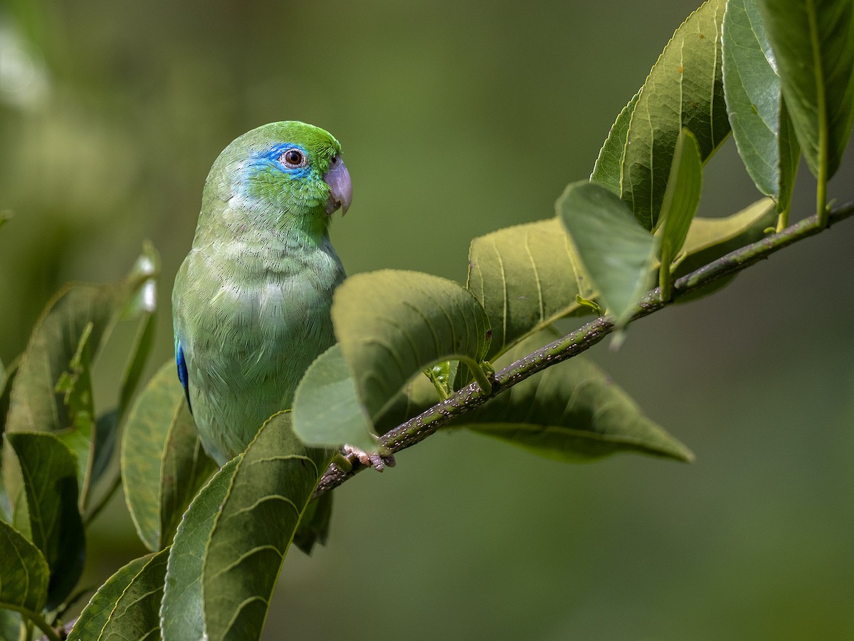 Spectacled Parrotlet - Andres Vasquez Noboa