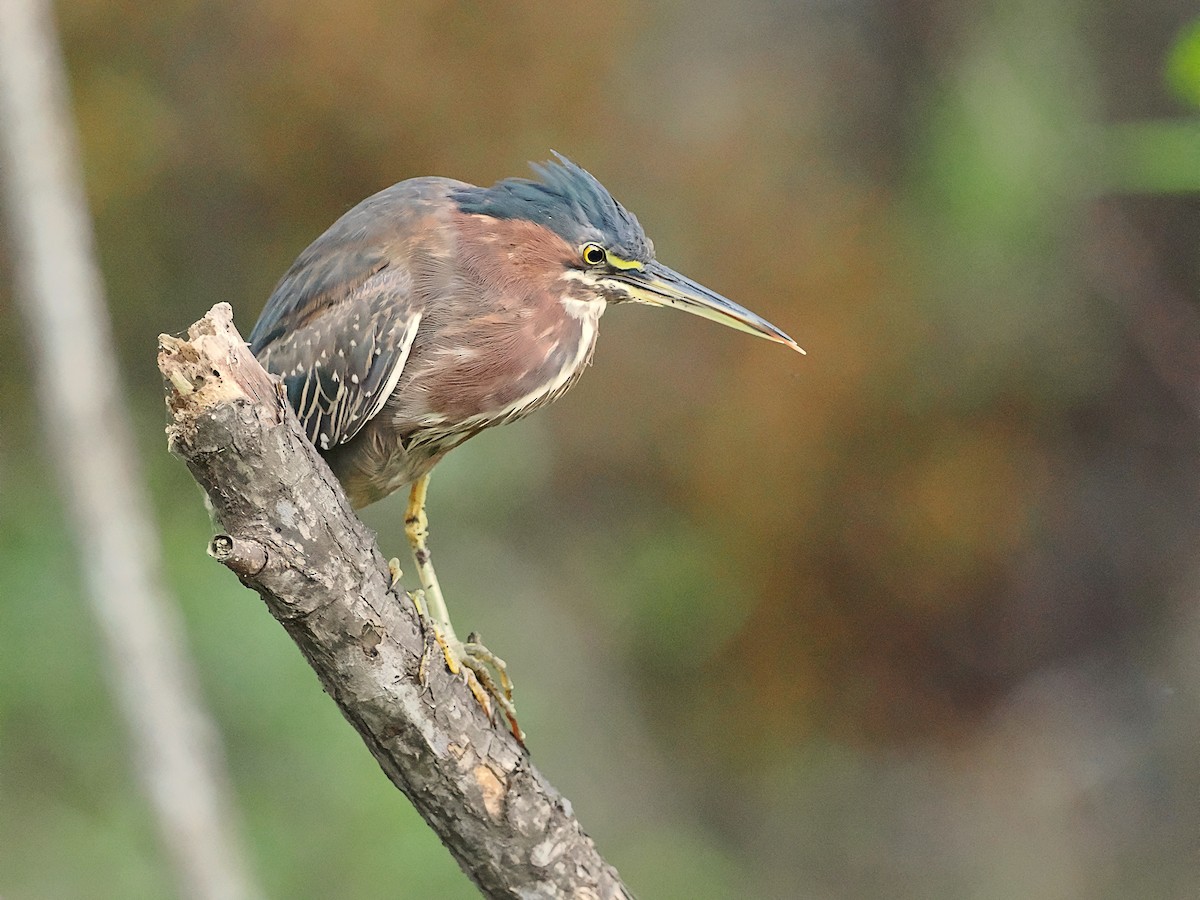 Green Heron - ML615694991