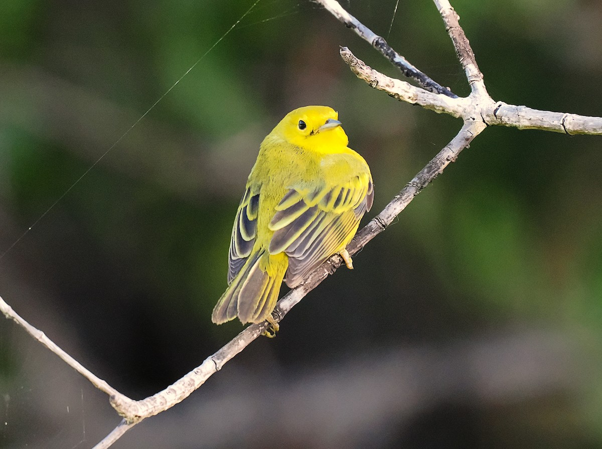 Yellow Warbler (Golden) - Tonja Wight