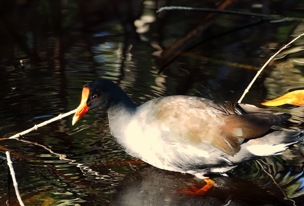 Common Gallinule - Tonja Wight