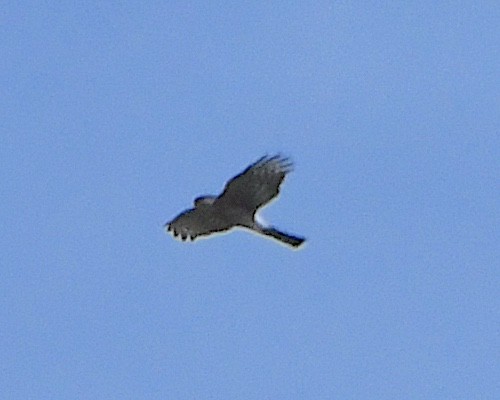 Sharp-shinned Hawk - ML615695083