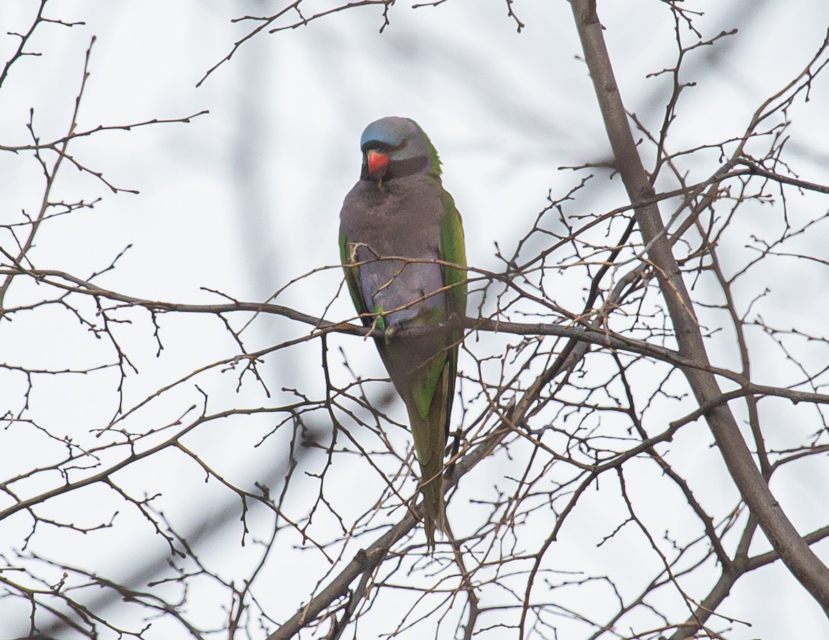 Derbyan Parakeet - ML615695173