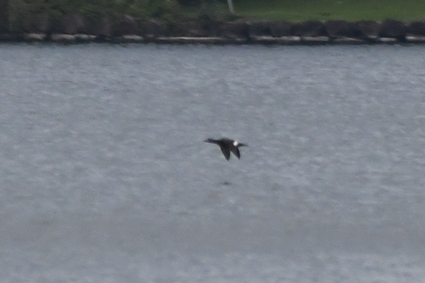 White-winged Scoter - ML615695185