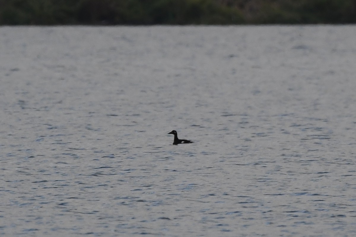 White-winged Scoter - ML615695186