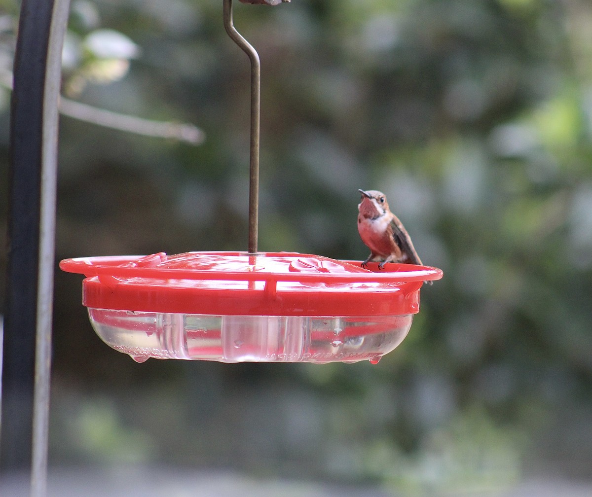 Rufous Hummingbird - ML615695218