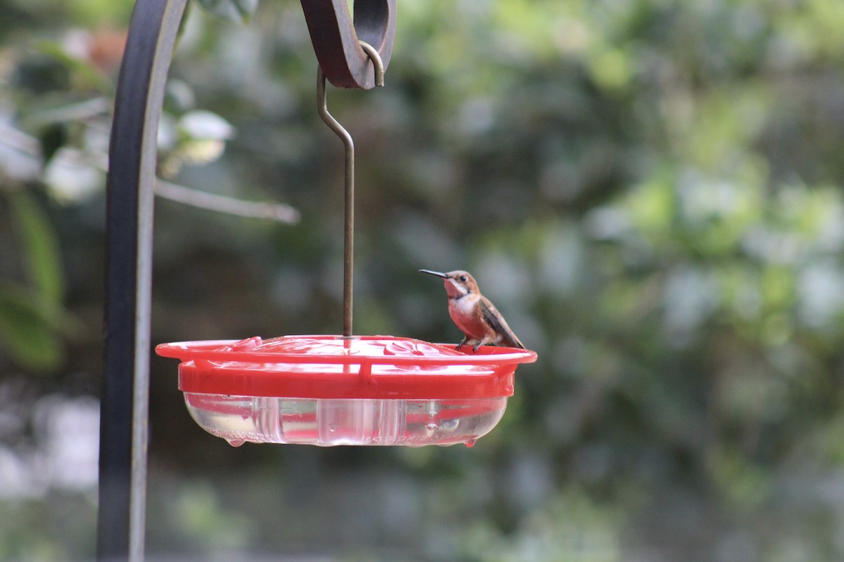 Rufous Hummingbird - ML615695220