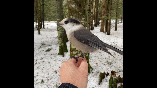 Canada Jay - ML615695361