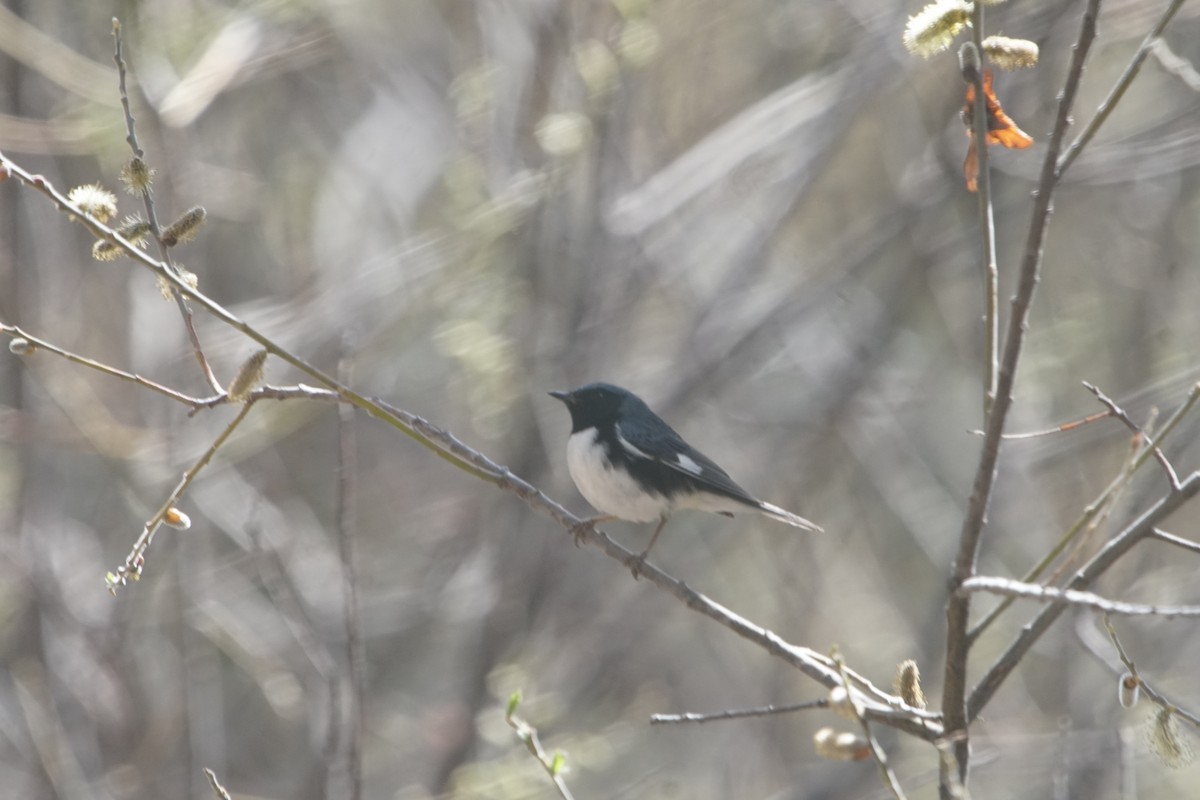 Black-throated Blue Warbler - David Palmer