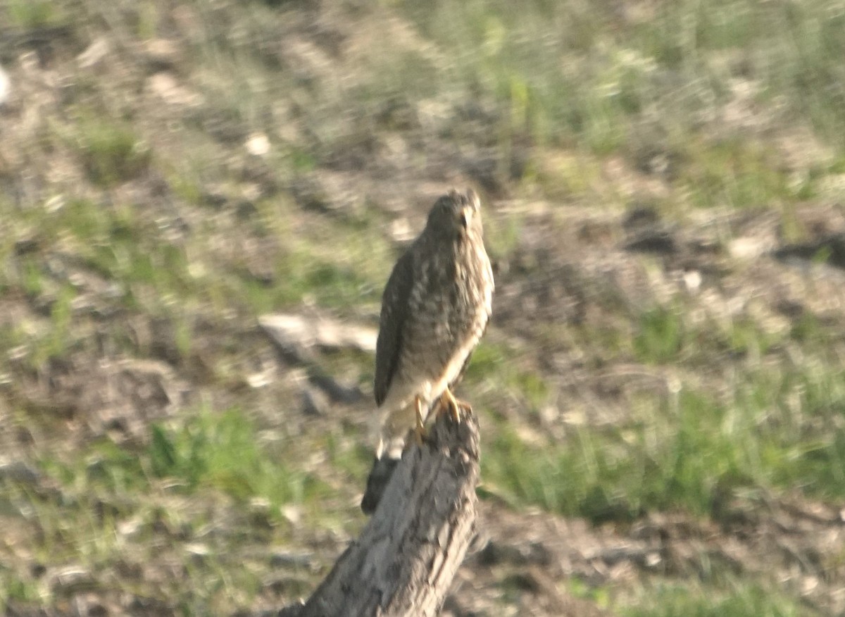 Roadside Hawk - ML615695478