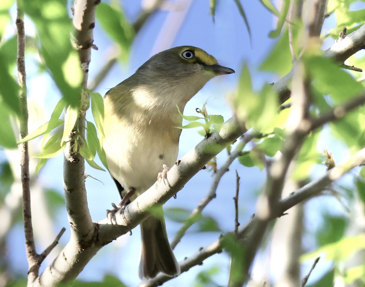 White-eyed Vireo - ML615695533