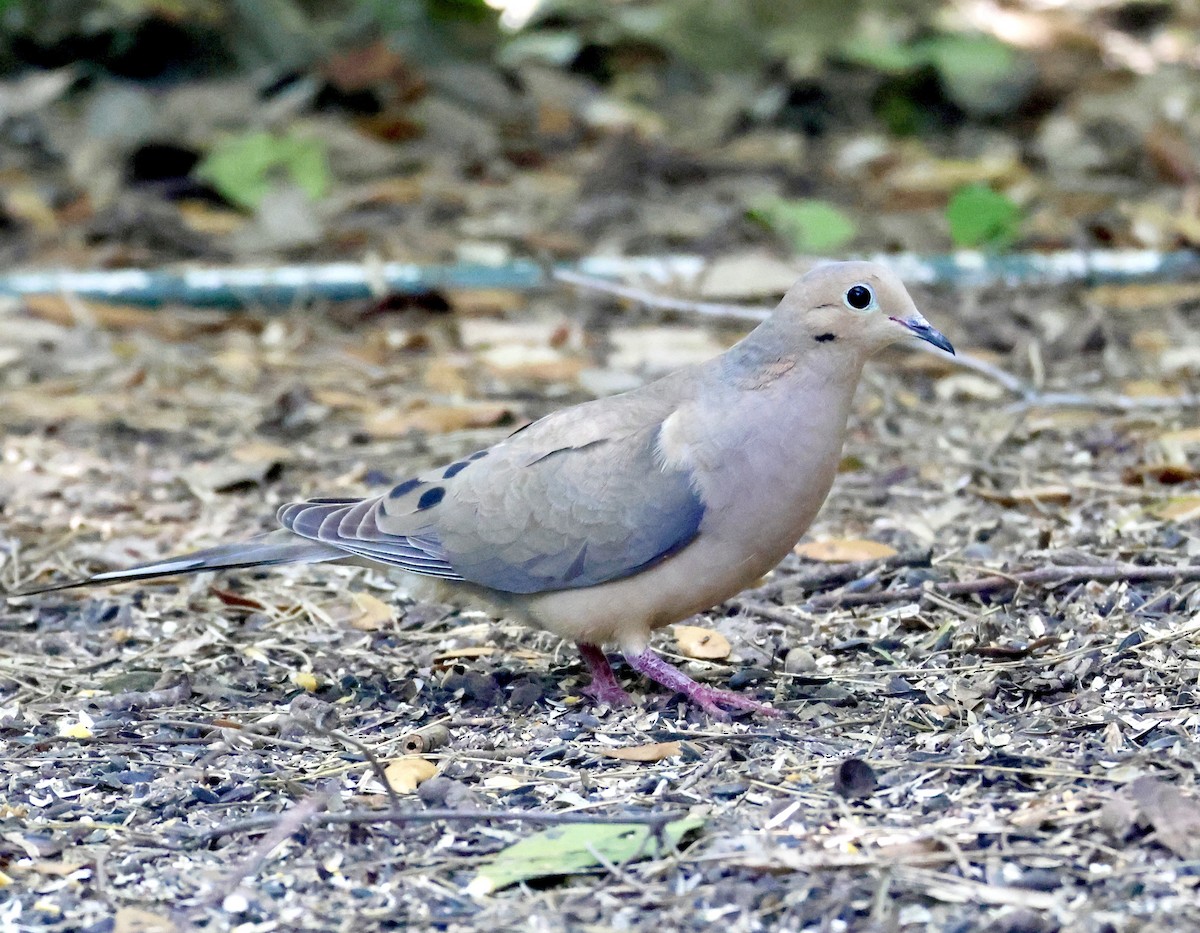 Mourning Dove - Charlie   Nims