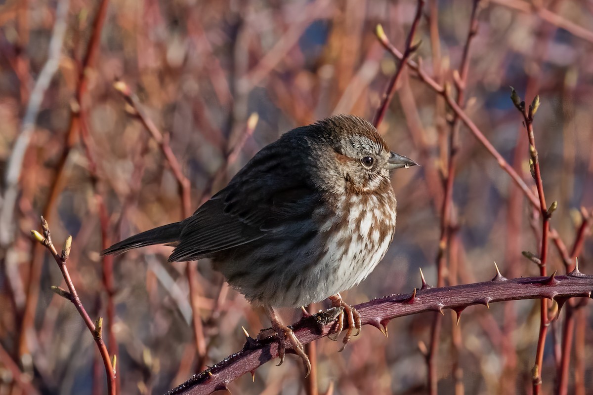 Song Sparrow - Charles Dodd