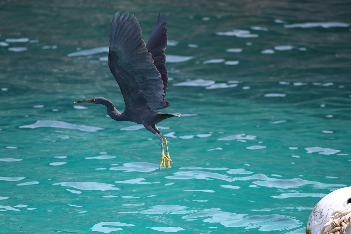 Pacific Reef-Heron - ML615695702