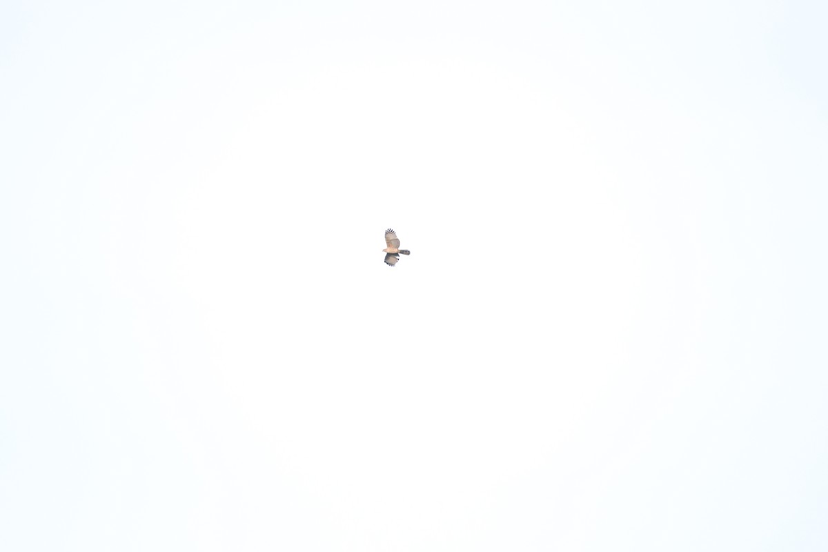 Nisaetus sp. - ML615695723