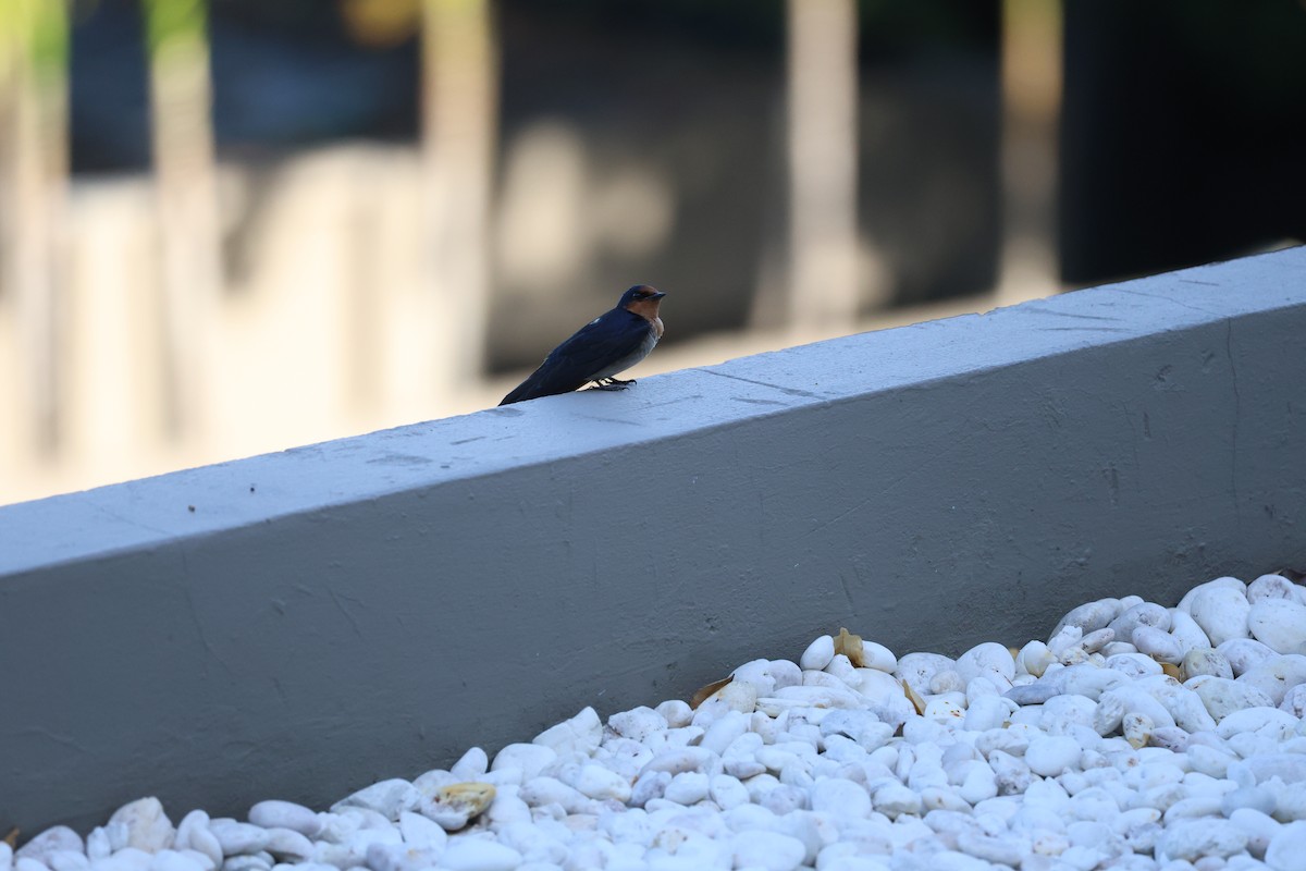 Pacific Swallow - ML615695744