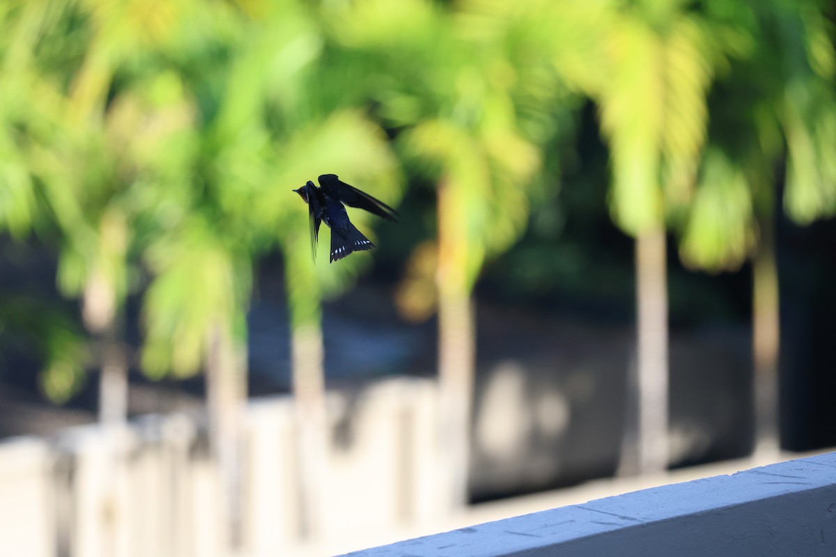 Pacific Swallow - ML615695755