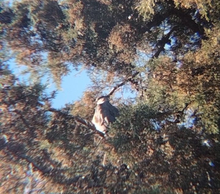 Cooper's Hawk - ML615695759