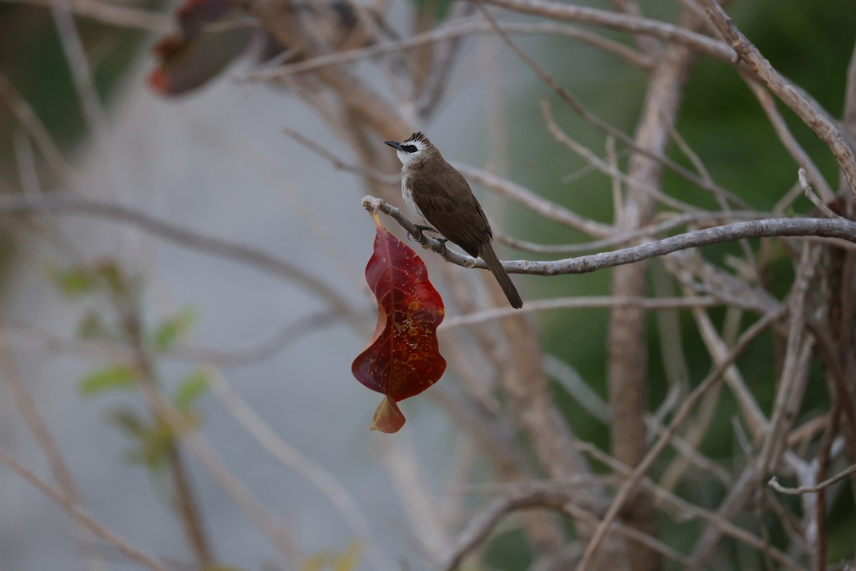 Yellow-vented Bulbul - ML615695763