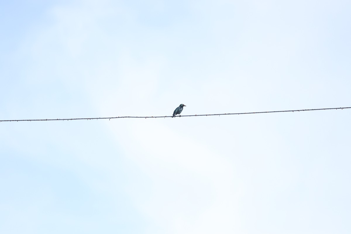 Asian Glossy Starling - ML615695774